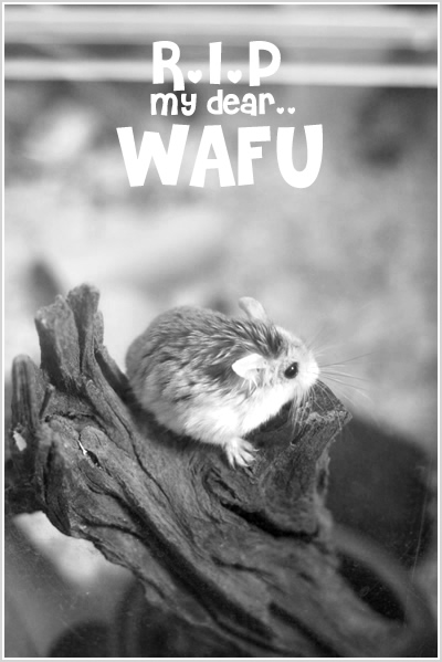 RIP Wafu