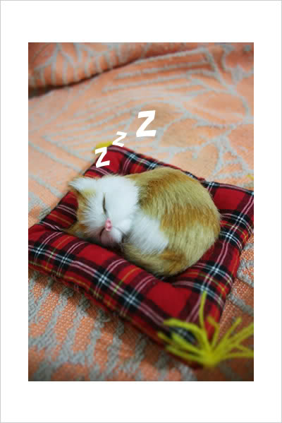 Sleeping Kitten