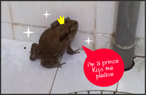 frog in toilet